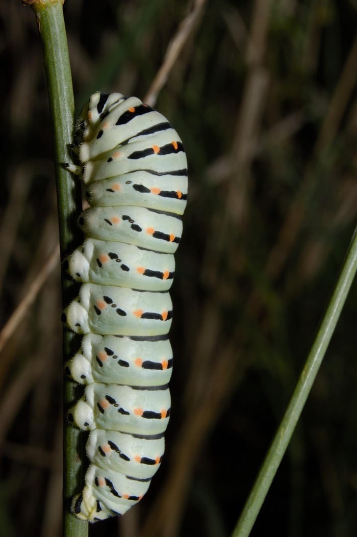 Papilio machaon
