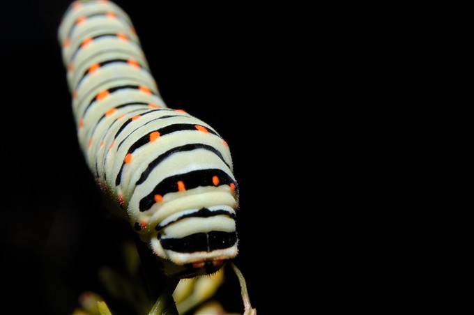 Papilio machaon