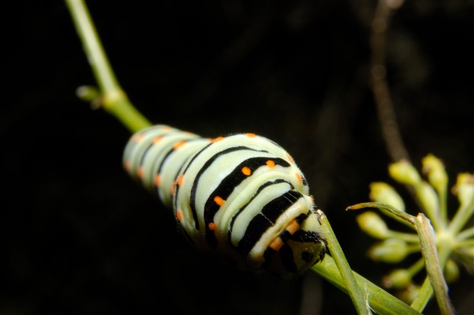 Papilio machaon