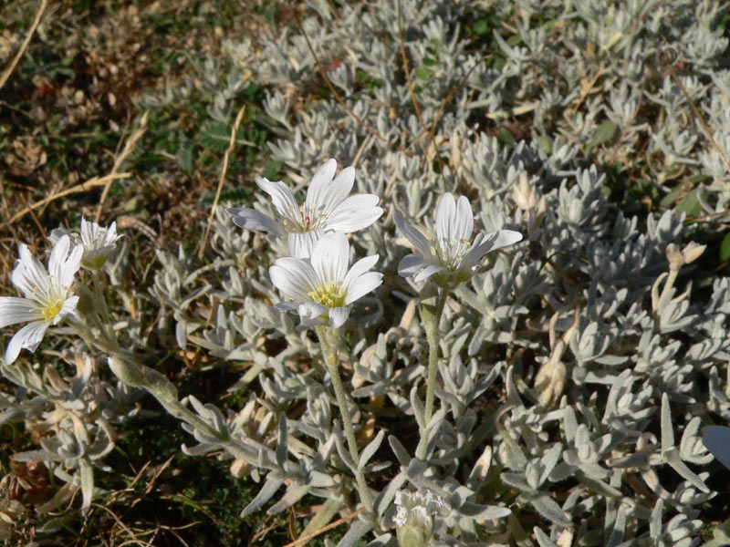Qualche pianta da identificare