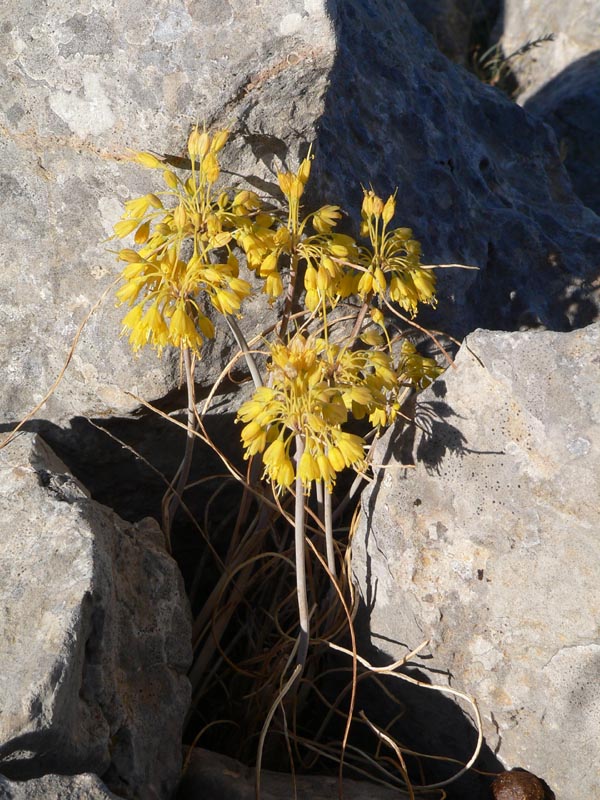 Qualche pianta da identificare