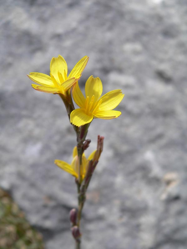 Qualche pianta da identificare