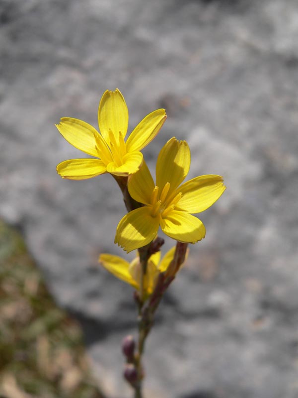 Qualche pianta da identificare