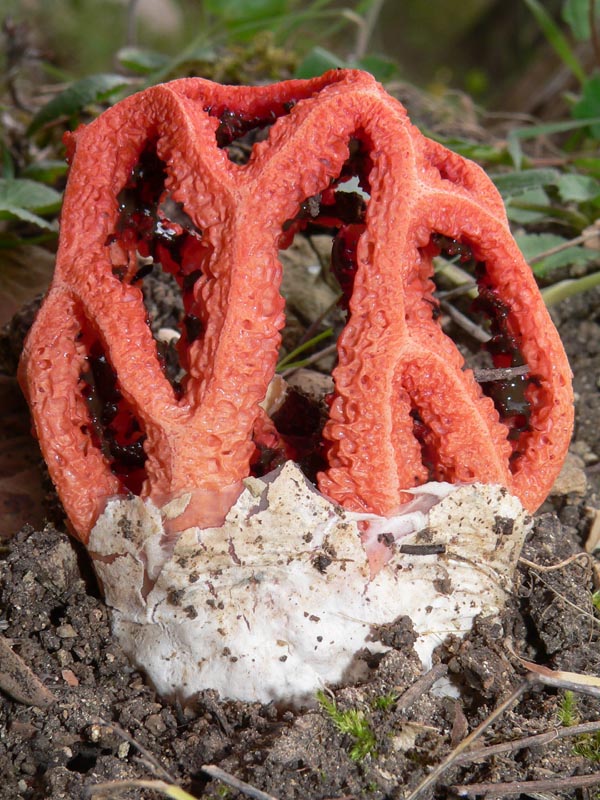 due funghi