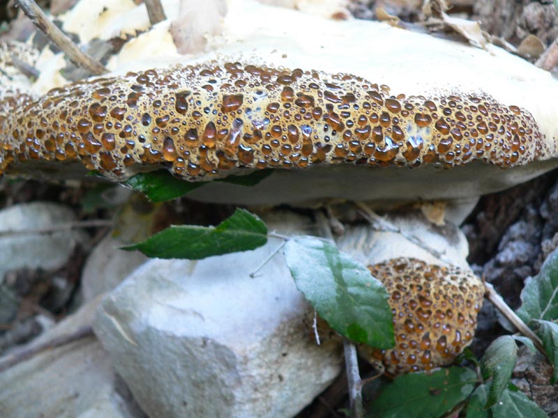 due funghi