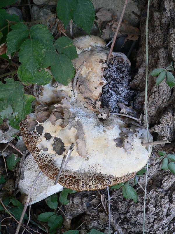 due funghi