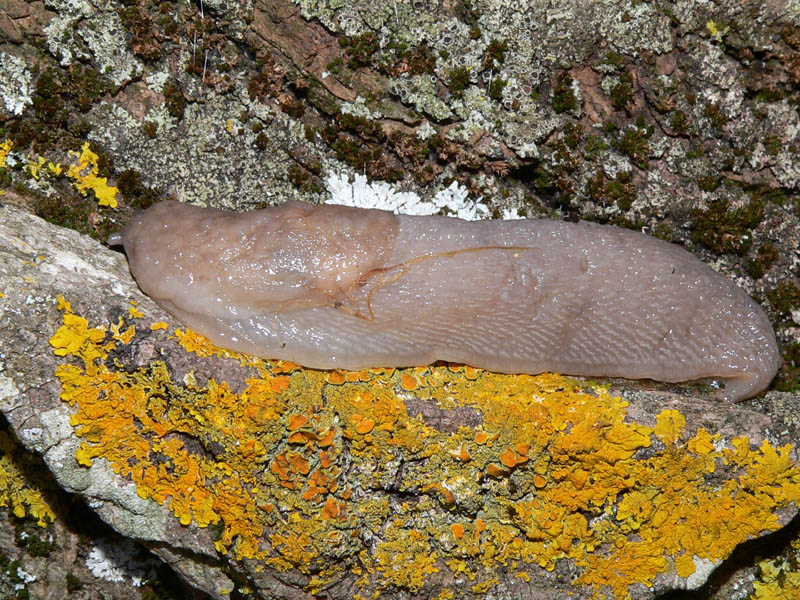 Limax bivonae da Palazzo Adriano (PA)