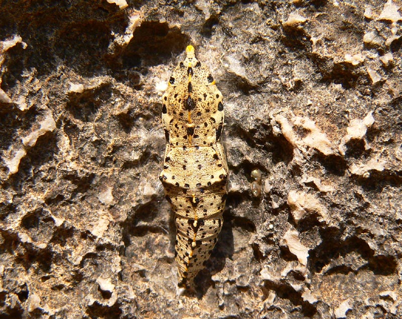 Quattro passi alle Rocche del Drago (PA)