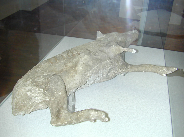 Antiquarium di Boscoreale