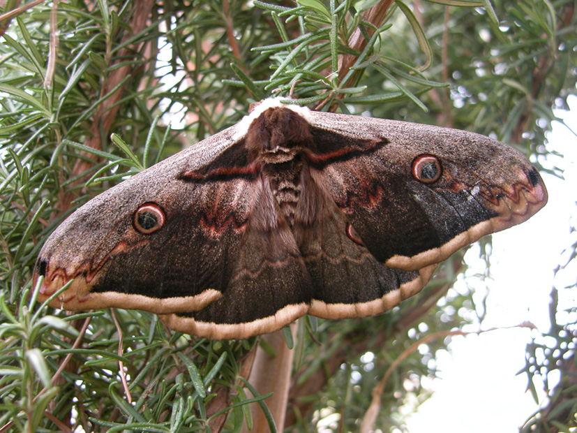 Saturnia pyri