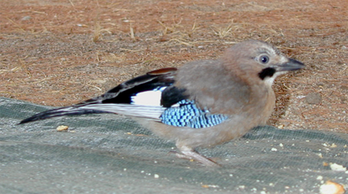 Ghiandaia sarda