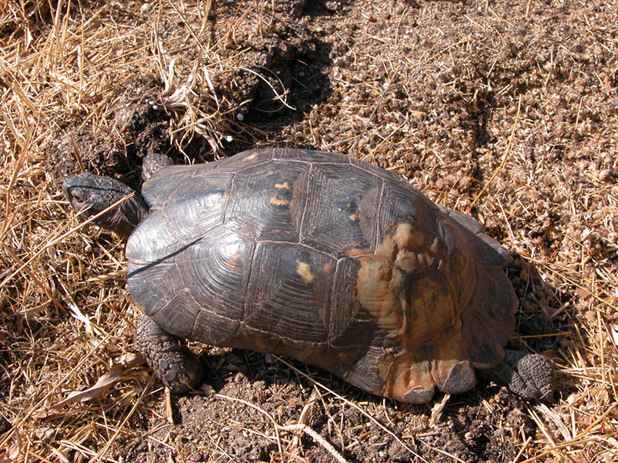 Testudo re-marginata