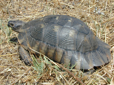 Testudo marginata
