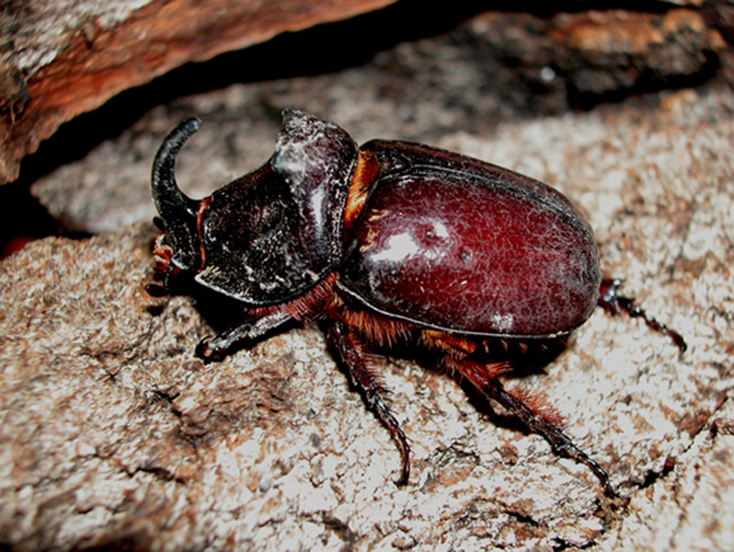 Vaccariello: Oryctes nasicornis