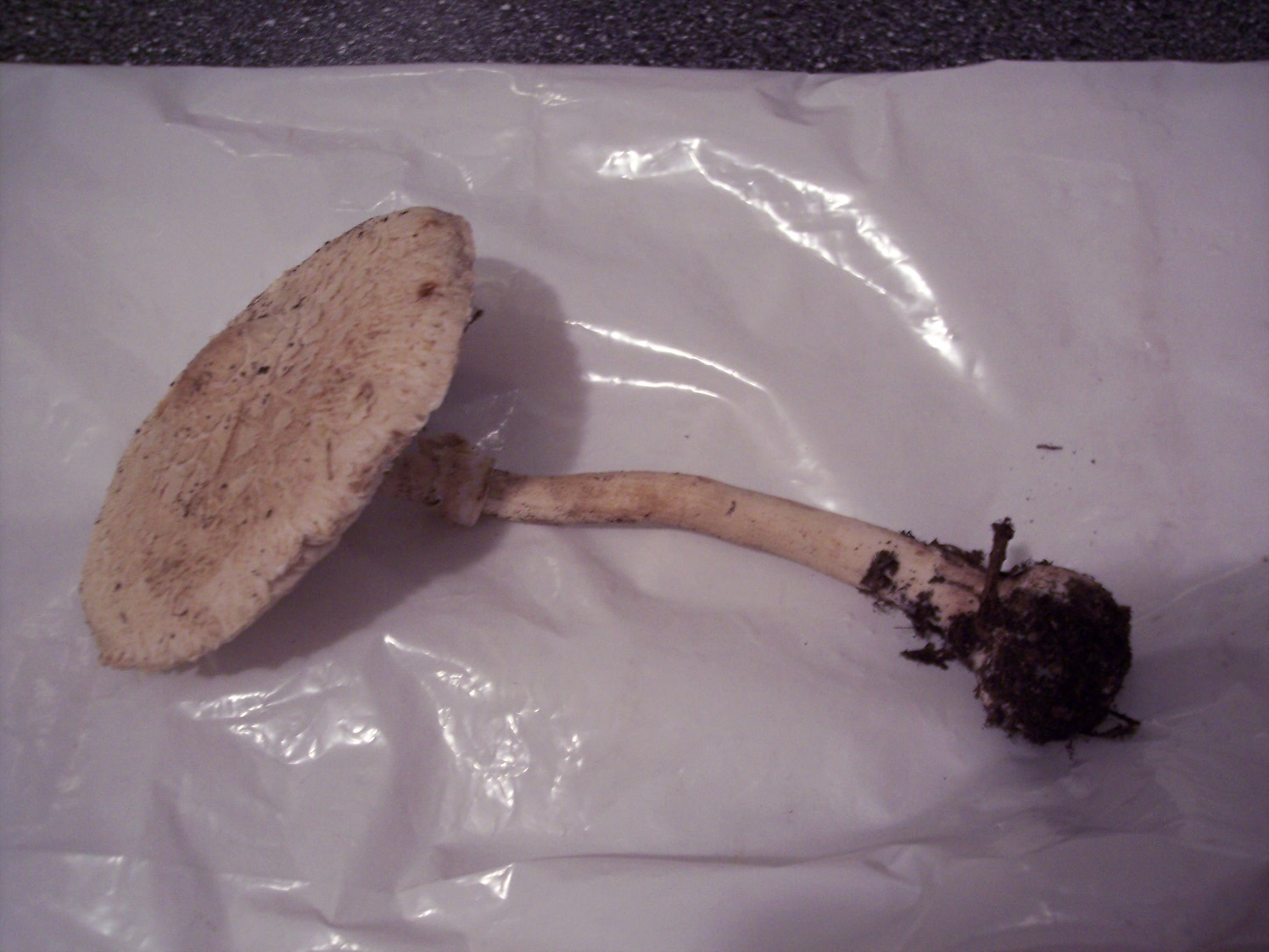 Macrolepiota da determinare