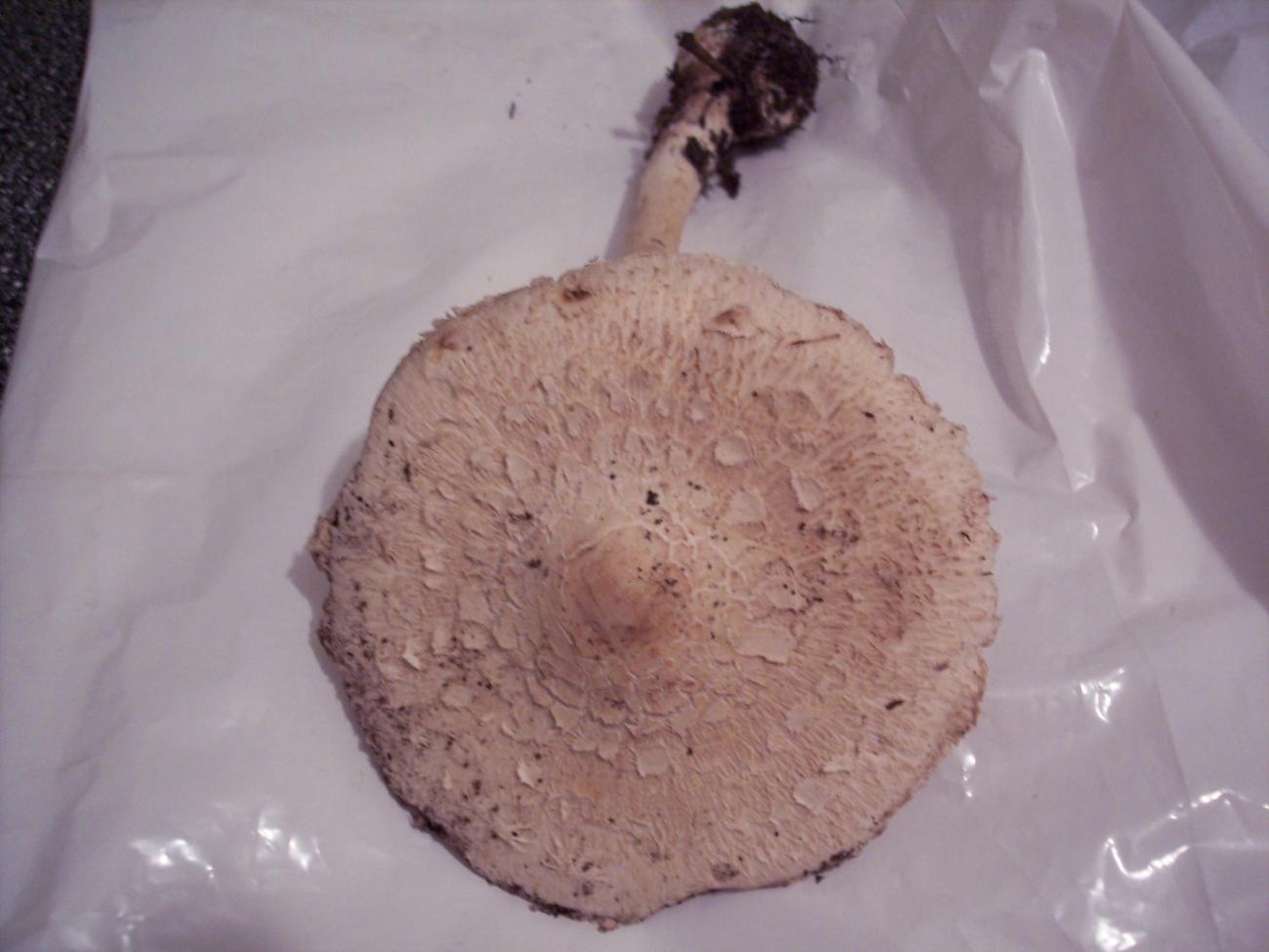 Macrolepiota da determinare