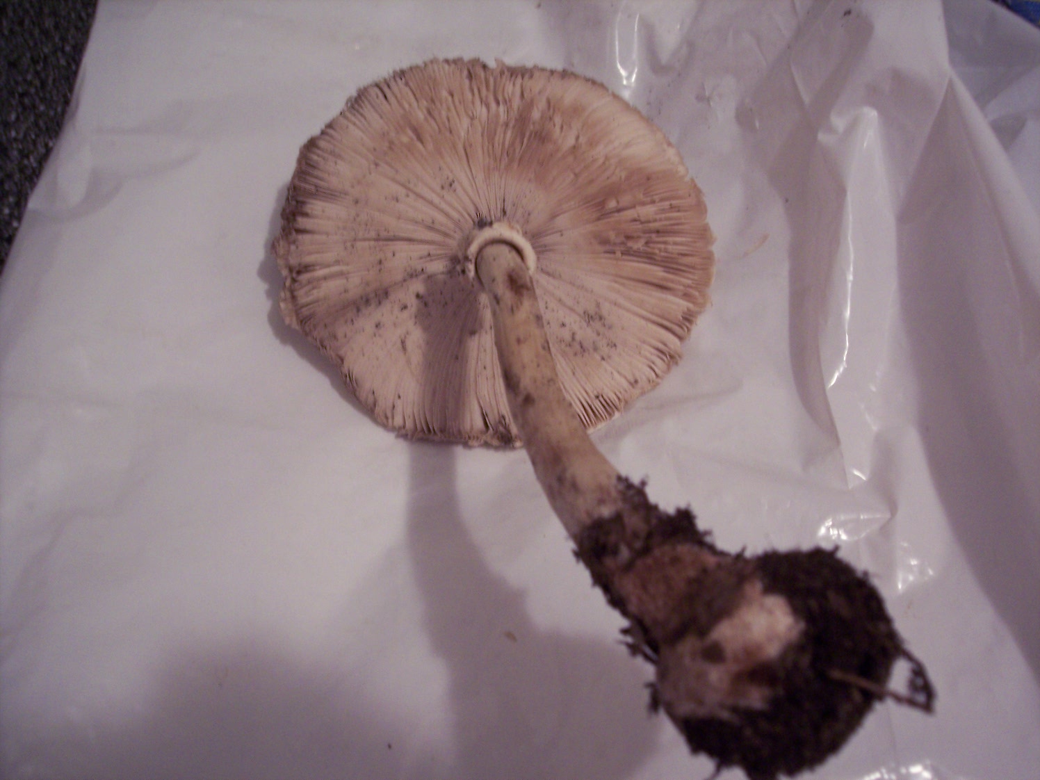 Macrolepiota da determinare