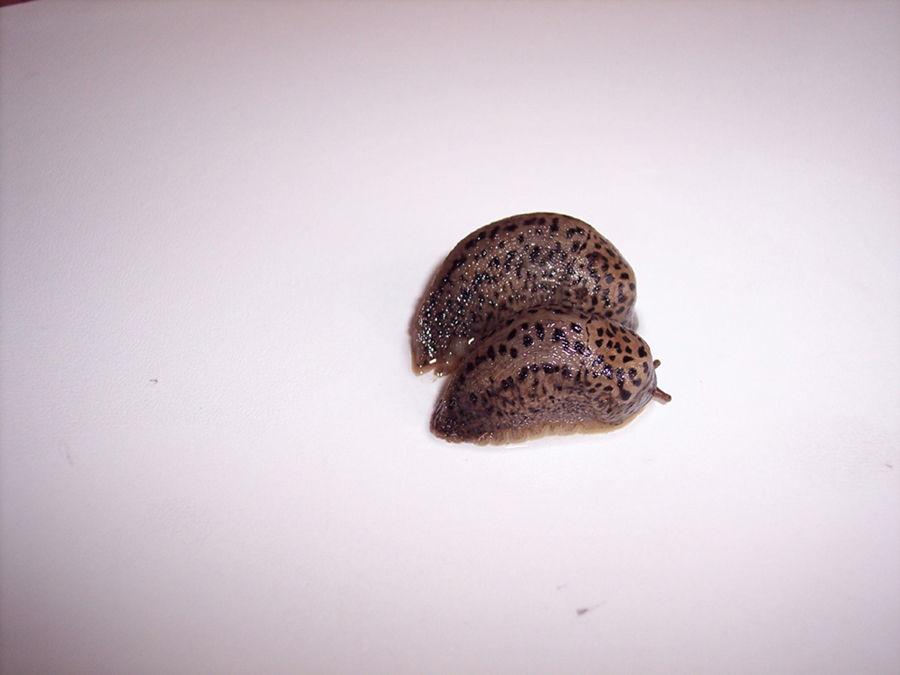 Limax maximus da Besate (PV)