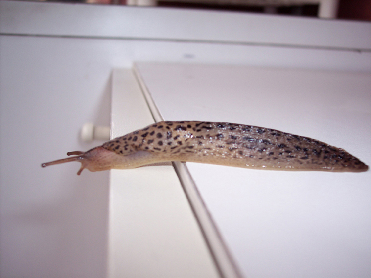 Limax maximus da Besate (PV)