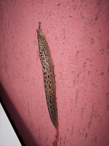 Limax maximus da Besate (PV)