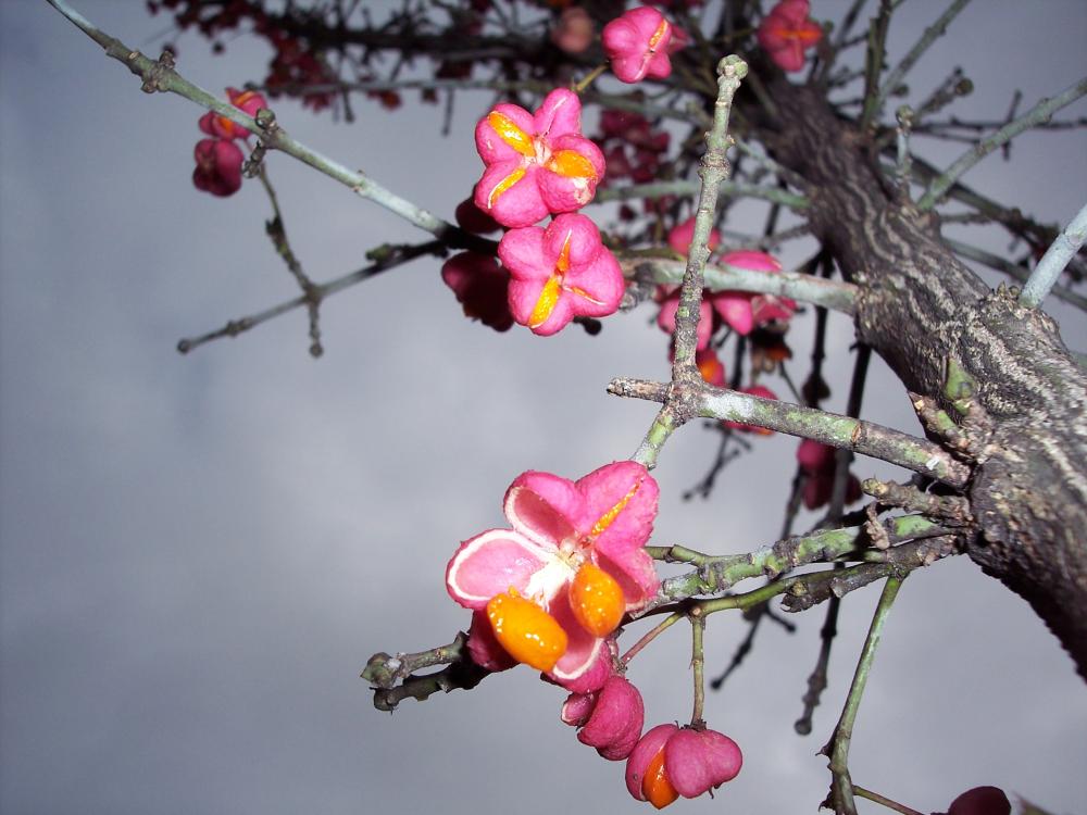 Euonymus europaeus / Fusaria comune, Berretto da prete