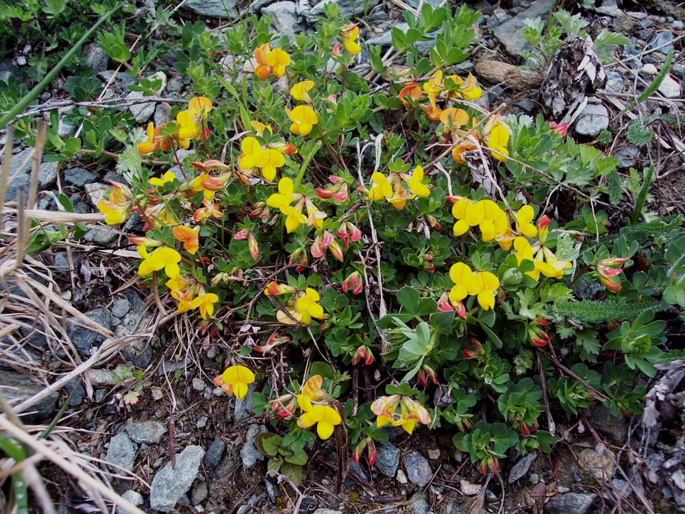 Fiori montani dalla Valle d''Aosta