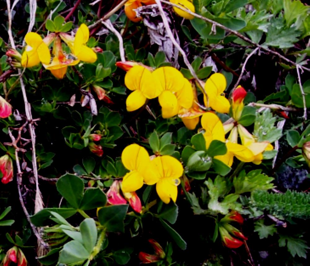 Fiori montani dalla Valle d''Aosta