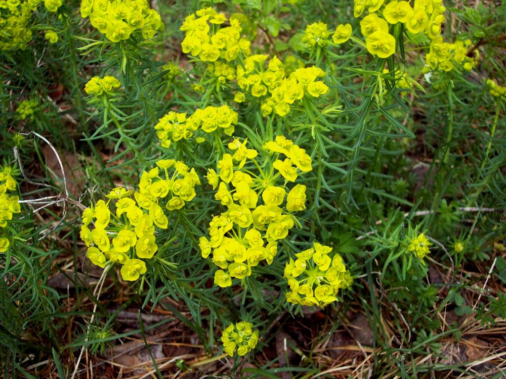 Euphorbia cyparissias / Euforbia cipressina