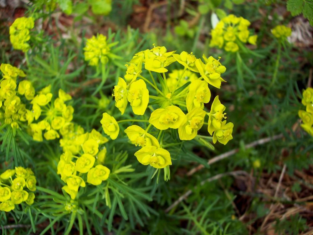 Euphorbia cyparissias / Euforbia cipressina