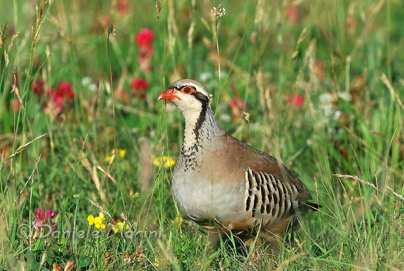 Pernice rossa Alectoris rufa