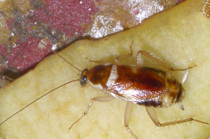 Supella longipalpa (Blattaria, Blattellidae)