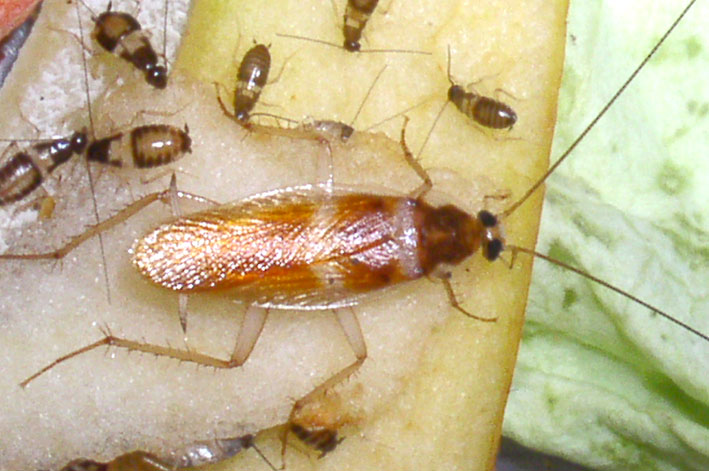 Supella longipalpa (Blattaria, Blattellidae)