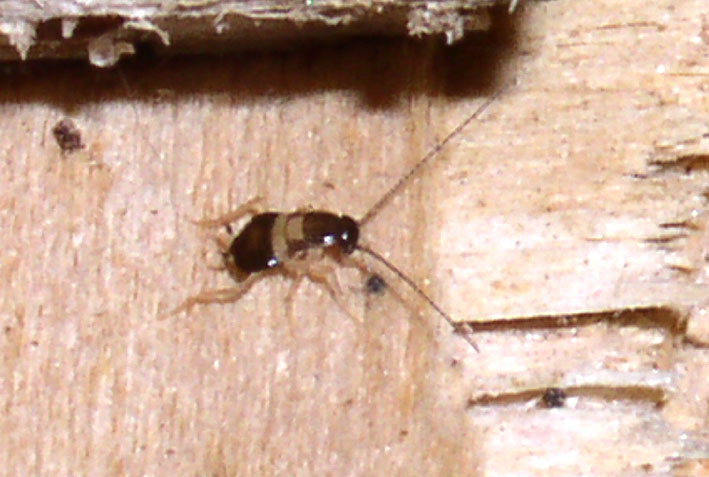 Supella longipalpa (Blattaria, Blattellidae)