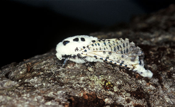 Zeuzera pyrina (Lepidoptera Cossidae)