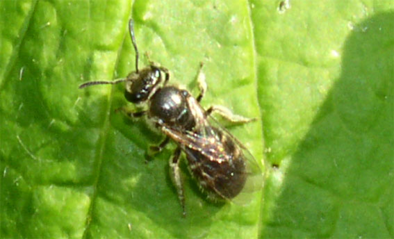 Andrena sp.