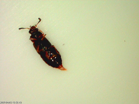 Stafilinide Omalium sp.