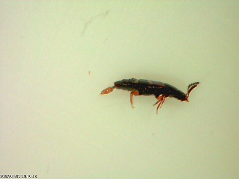 Stafilinide Omalium sp.