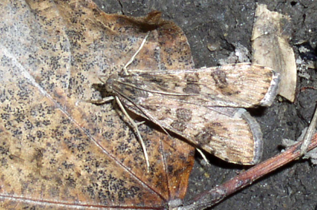 Nomophila noctuella