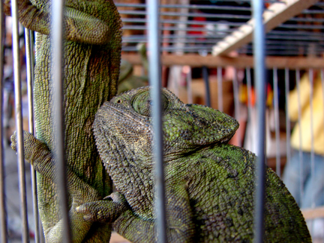 Camaleonte comune (Chamaeleo Chamaeleon)