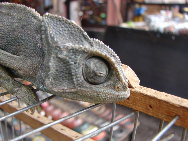 Camaleonte comune (Chamaeleo Chamaeleon)