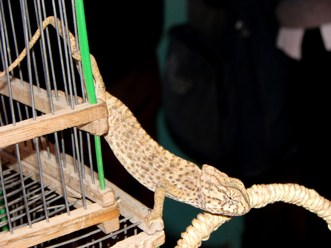 Camaleonte comune (Chamaeleo Chamaeleon)
