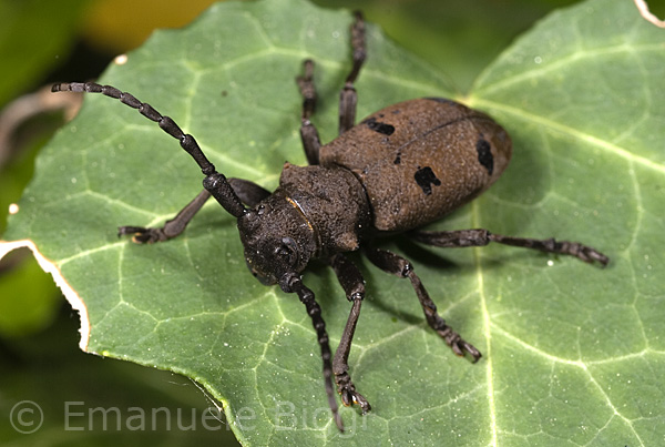 Ritrovamento Herophila tristis in Liguria