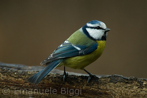 Cyanistes (o Parus) caeruleus, Cinciarella