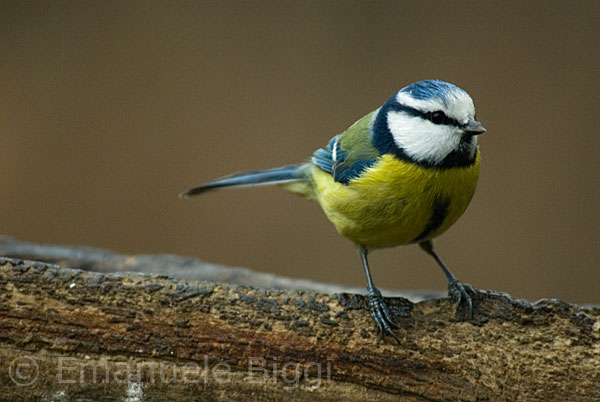 Cyanistes (o Parus) caeruleus, Cinciarella