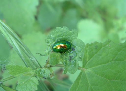 Coleotteri sull''Appia Antica