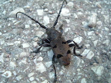 Coleotteri sull''Appia Antica