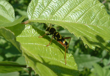 Coleotteri sull''Appia Antica