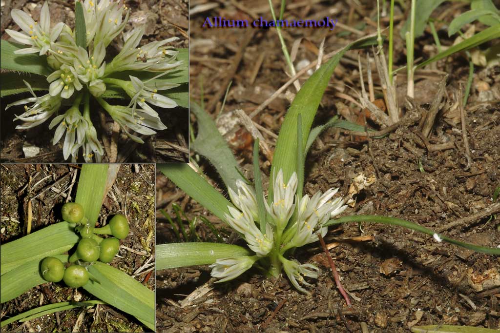 Allium chamaemoly / Aglio minuscolo