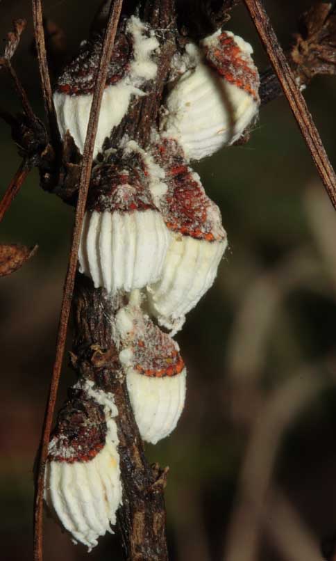 Icerya purchasi (Homoptera, Margarodidae)