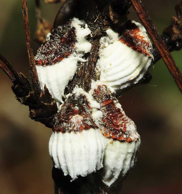 Icerya purchasi (Homoptera, Margarodidae)